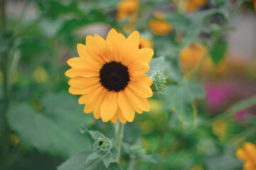 Sunflowers bloom in the morning light in the garden.