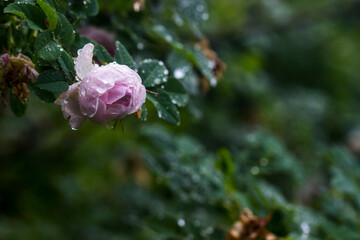 pink roses on a bush with raindrops and dew on a blurred background with bokeh. space for text. colorful flower photography. beautiful screensaver. romantic love