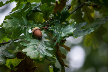 oak acorn on a blurred background of yellow leaves. close-up. © AlMacro
