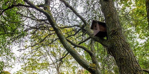 bird and squirrel houses on tree branches. taking care of city animals. caring people make bird houses for animals and birds. hungry autumn.