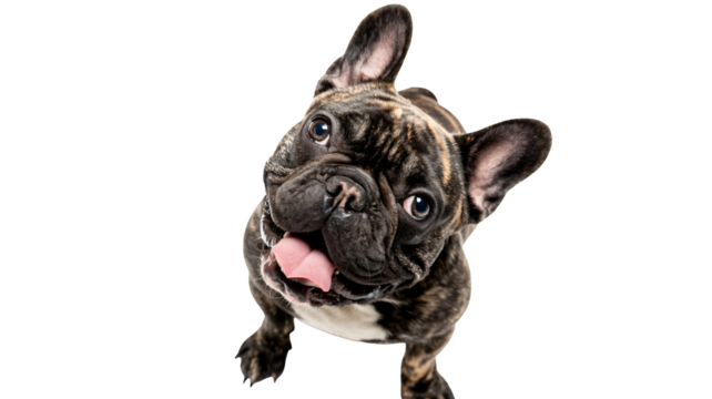 Adorably playful French Bulldog puppy with brindle coat tilted head and tongue out, capturing pure joy and energetic spirit for your projects.