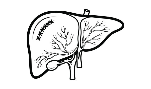 black and white liver anatomy diagram clip art preview