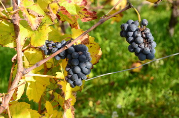 GRAPPES DE RAISIN MURES VIGNE D'IRANCY BOURGOGNE