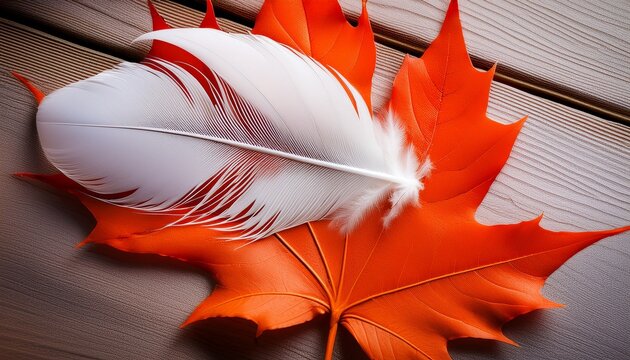 White Feather And Orange Maple Leaf National Day For Truth And Reconciliation In Canada