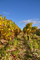 PIEDS DE VIGNE EN AUTOMNE VIGNOBLE DE CHABLIS BOURGOGNE