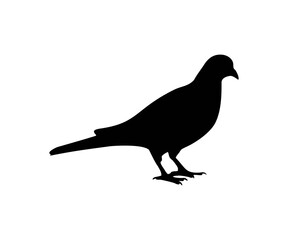 Silhouette of Pigeon icon. Pigeon bird black silhouette vector design and illustration.

