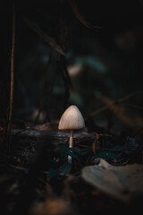 mushrooms in the dark forest