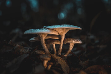 mushroom in the dark woods