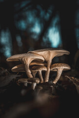 mushroom in the dark woods