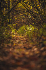 autumn in the forest