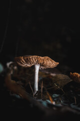 mushroom in the dark forest