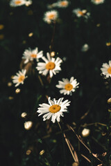 daisy flower on  black