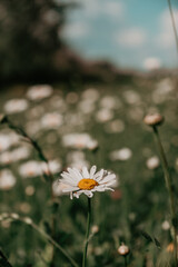daisies on a meadow