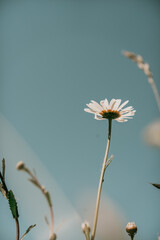 daisy flower on blue background
