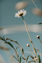 daisy flower on blue sky