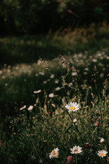 Daisies in a field.