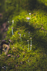 Tiny mushrooms on moss