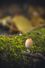Forest mushroom