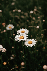 daisies in a meadow