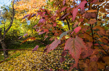 red leaves on a blurred background in close-up. red and yellow leaves. autumn landscape. autumn nature. early autumn. space for text and free space.