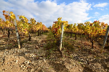 PIEDS DE VIGNE EN AUTOMNE VIGNOBLE D'IRANCY BOURGOGNE