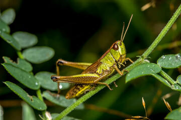 green grasshopper in the grass . wildlife. colorful detailed macro photo of an insect. close-up. space for text. screensaver.