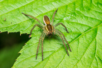 spider in its habitat. wildlife. colorful detailed macro photograph of an insect. close-up. space for text. screensaver. bokeh