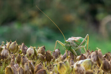 green grasshopper on a blurred background . wildlife. colorful detailed macro photo of an insect. close-up. space for text. screensaver. bokeh.