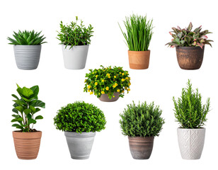  - Transparent PNG available Set of plants in ceramic pots. Decoration plants. Fresh agriculture. Front view. Isolated on Transparent background.