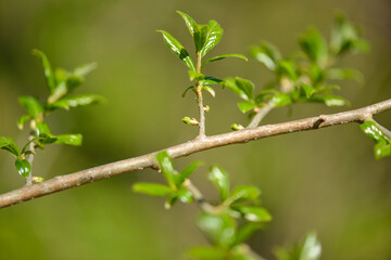 Orixa japonica is a dioecious deciduous shrub with glossy leaves featuring translucent spots and a strong fragrance. Known for its unique opposite leaf arrangement. Photographed in Korea.