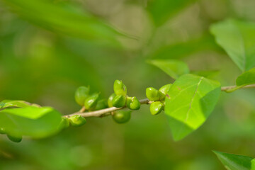 Orixa japonica is a dioecious deciduous shrub with glossy leaves featuring translucent spots and a strong fragrance. Known for its unique opposite leaf arrangement. Photographed in Korea.