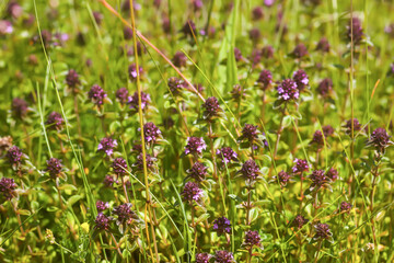 Aromatic thyme herbs in sunlight. A serene view of nature and rural tranquility.
