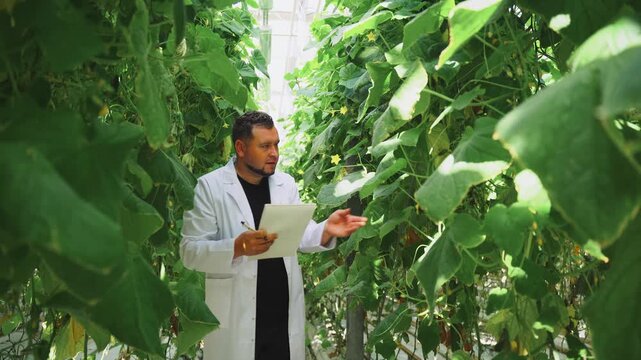 Modern methods of growing food. Specialist stands on vertical cucumber farm next to growing plant vines, recording data in a notebook. He examines foliage of plant under hydroponic irrigation system.
