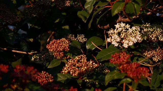Viburnum flowers, often referred to as kalyna in Ukrainian culture