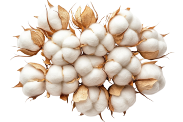 Close up of fluffy white cotton bolls with dried bracts for textile and nature themes on transparent background