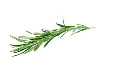 Fresh green rosemary herb sprig isolated on transparent background, PNG, aromatic culinary seasoning ingredient for cooking and food design.