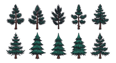 Obraz premium Variety of evergreen trees with detailed needle and branch designs