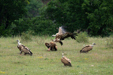 Vautour fauve,Gyps fulvus, Griffon Vulture, Parc naturel régional des grands causses 48, Lozere, France