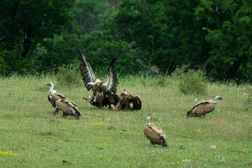 Vautour fauve,Gyps fulvus, Griffon Vulture, Parc naturel régional des grands causses 48, Lozere, France