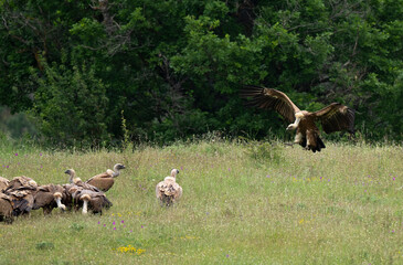 Vautour fauve,Gyps fulvus, Griffon Vulture, Parc naturel régional des grands causses 48, Lozere, France