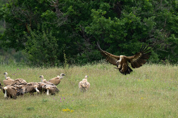 Vautour fauve,Gyps fulvus, Griffon Vulture, Parc naturel régional des grands causses 48, Lozere, France