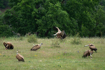Vautour fauve,Gyps fulvus, Griffon Vulture, Parc naturel régional des grands causses 48, Lozere, France