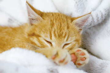A small cute red kitten sleeps with his eyes closed on a blanket. Kitten picked up from the street, pet, favorite domestic cat, postcard with a beautiful animal, ginger cat