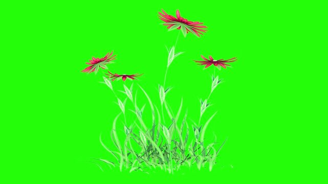  Red Aster flower Plant growing and blooming