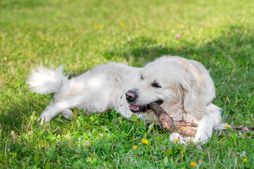 Golden retriever chewing a stick on grass