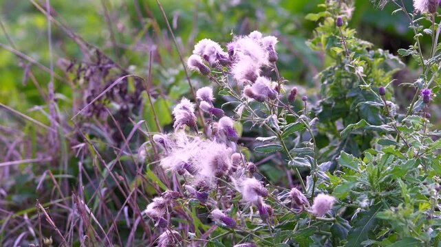Close up of the carduus acanthoides, or the spiny plumeless thistle plant during summer, in full bloom, with its purple flowers and fluffy fruiting	
