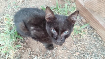 Abandoned black cat with breathing difficulties and eye discharge is found crouching on the ground, malnourished and with unkempt fur.