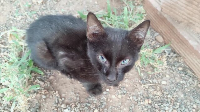 Abandoned black cat with breathing difficulties and eye discharge is found crouching on the ground, malnourished and with unkempt fur.