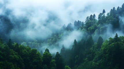 A dense forest stands veiled in mist, with trees reaching towards the sky in this serene natural landscape