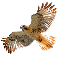 Red tailed hawk soars gracefully against a black backdrop showcasing its impressive wingspan and plumage on transparent background